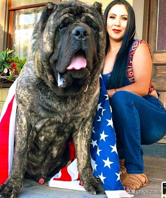 护卫能力强好训练不粘人的猛犬,稀有观赏性猛犬