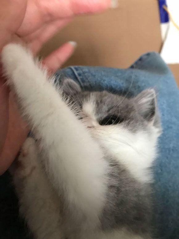 从猫舍入手一只英短猫，喂养不到两个月时间，我们的噩梦就开始了