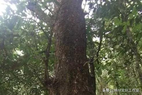 鸡翅木真假图解鉴别方法,鸡翅木实木家具的保养方法及禁忌