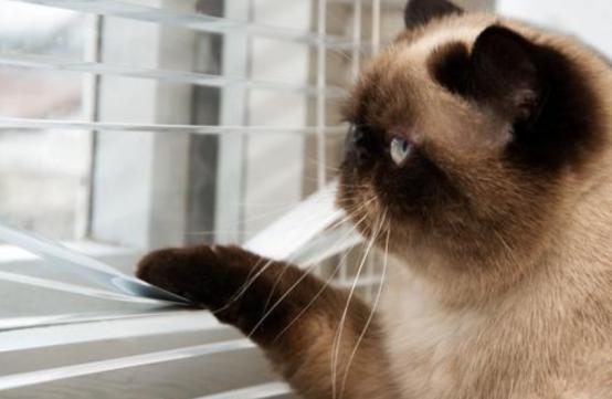 外出七天猫咪怎么安置,假期猫咪独自在家猫砂怎么处理