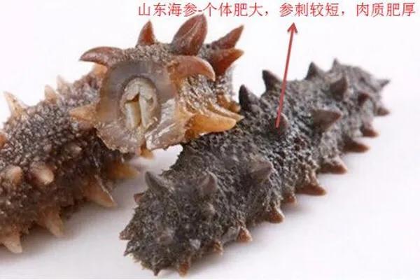 目前国内最好的海参产地哪里找,中国什么地方出产的海参最好