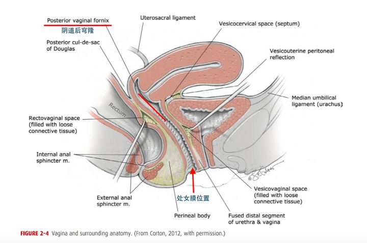 女性阴道出血症状有哪些,妇女阴道出血有哪些症状