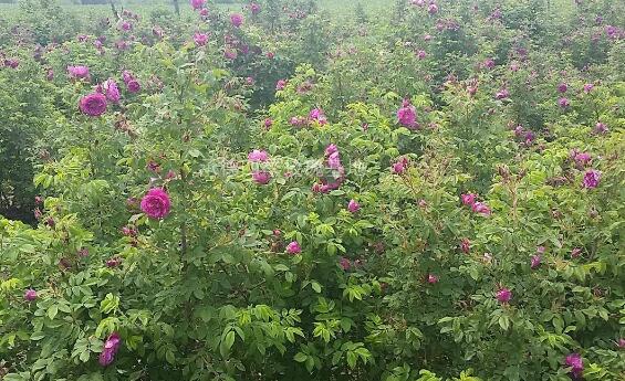 吴家洞村的苗木上开出致富花，还带领村民致富，村民年入百万