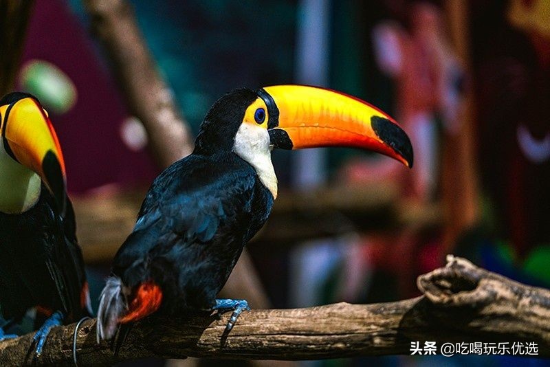 厦门灵玲动物王国大熊猫,厦门马戏团灵玲动物王国观光游览