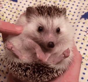 想养一只软萌可爱的非洲迷你刺猬？你需要注意这5点