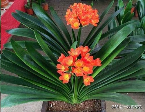 君子兰不开花这样养一年能开两茬,秋养君子兰三点养护到位花箭狂抽