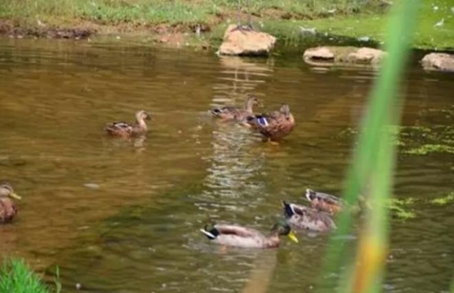 美洲雁养殖方法和注意事项,幼雁怎么养