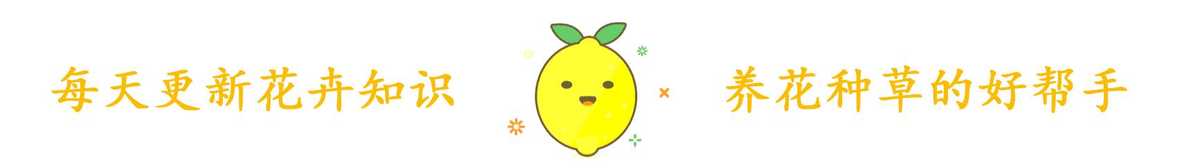 常青藤哪种好养,常青藤到底怎么养