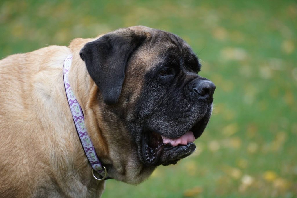 狗狗癫痫的症状视频,狗狗癫痫病发作时应该怎么办