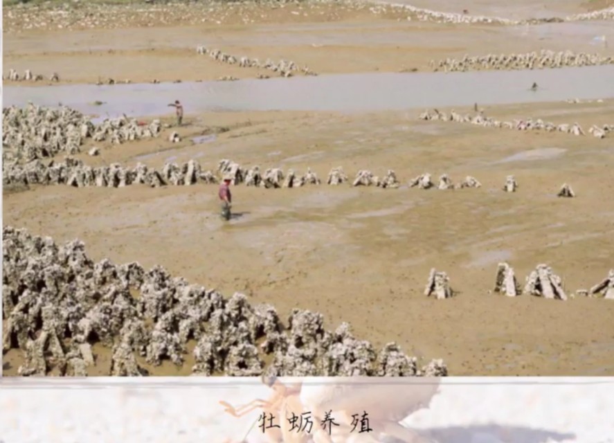 人工养殖海鲜全过程,内陆地区人工养殖海鲜