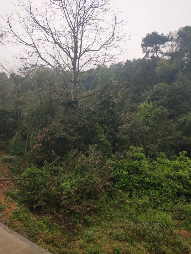 我的母亲散文朗读,回忆我的母亲散文