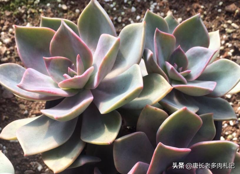 雾里看花——韩国初恋和韩彩莲身世成谜,它们会是同一种多肉吗?