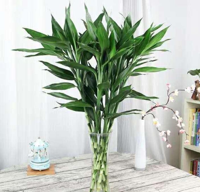 浇花小技巧用什么水浇,浇花实用六种水你知道吗