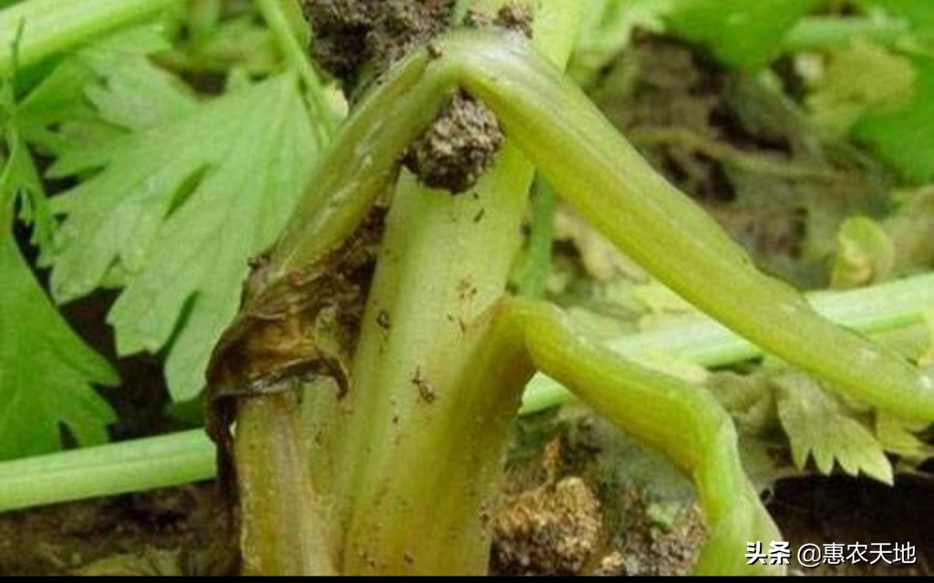 芹菜的种植技术芹菜病害,芹菜烧心烂根是怎么回事