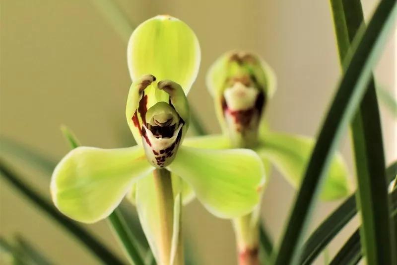 兰花有一种让人心醉的清香,兰花的美只有中国人最懂品兰之风