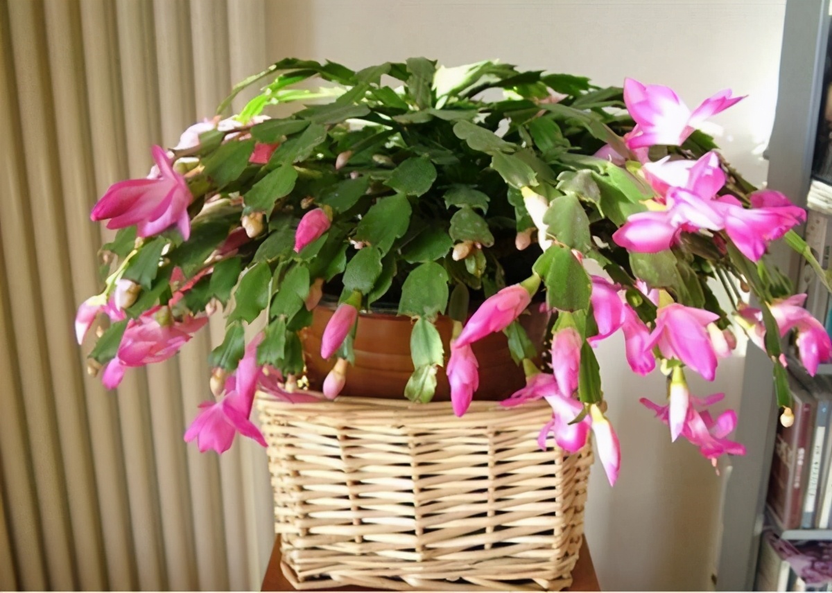 仙人掌要怎么养才能结果,仙人掌怎样才长叶子