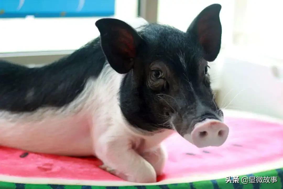 揭秘宠物殡葬:我设计了6487个骨灰盒,只为了帮它体面离开