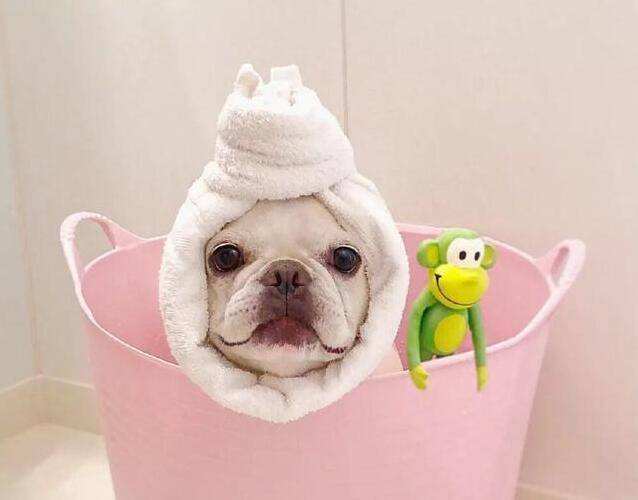 7个饲养法国斗牛犬的“小心机”，难怪别人家的狗能活这么久