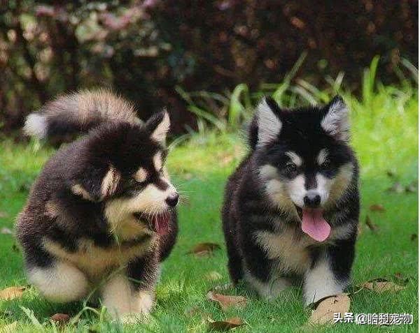 常见宠物狗类型及价格表,几种常见宠物狗的价格图片对比