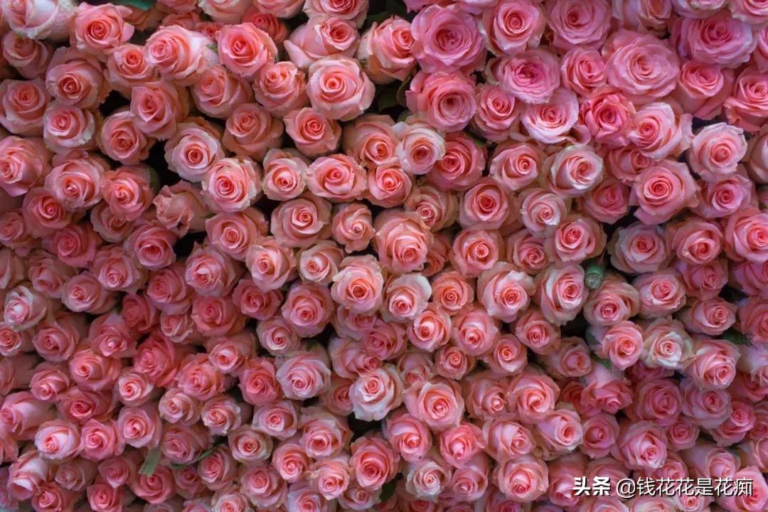 花卉市场购物,亚洲第一花卉交易市场排名