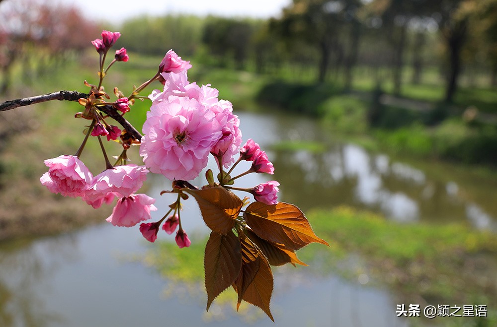 十里樱花十里尘,十五个赏樱地,赴一场樱花之恋