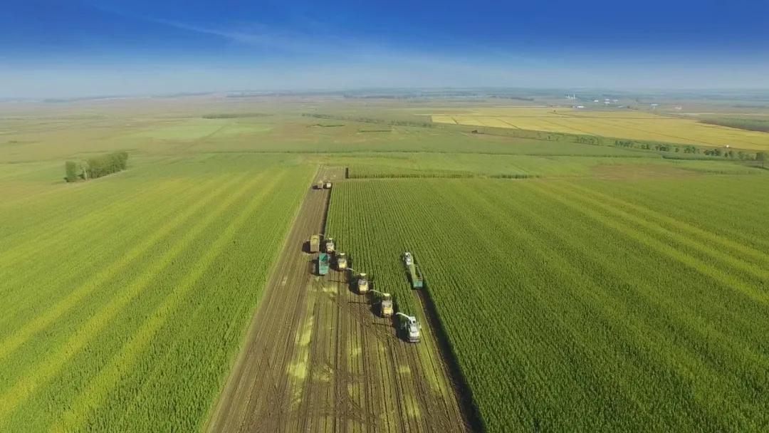 奶粉龙头飞鹤,中国飞鹤奶粉深度分析