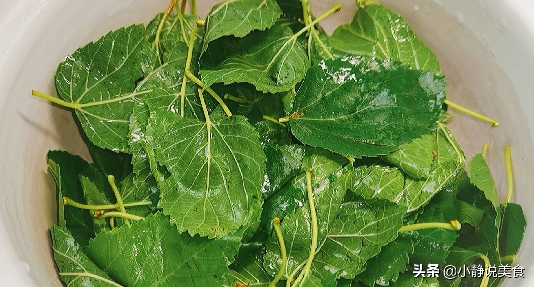 桑叶全身都是宝也被称之为神仙叶,小小的一片桑叶营养价值这么高