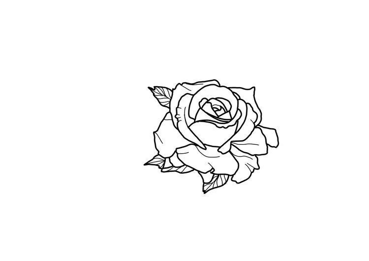 玫瑰花怎么画线稿,玫瑰花线稿图ps