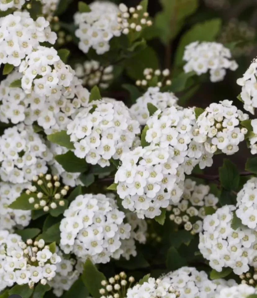 植库‖浪漫清新的小手球，为你带来氧气小森林