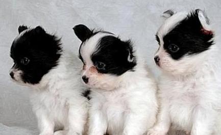 养狗喂狗粮喂多少合适,新手养狗应该怎么给狗狗喂餐