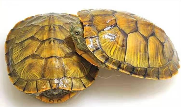 育龟龟粮系列怎么选,头盔龟和巨头龟怎么选