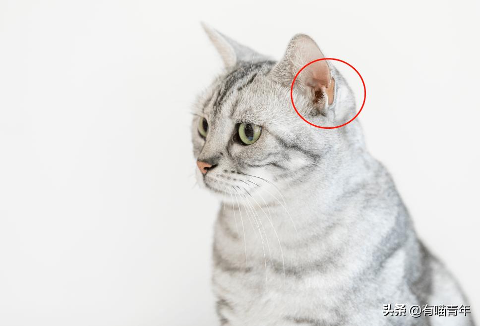 猫一天放了好几个臭屁,猫咪放的屁巨臭怎么回事