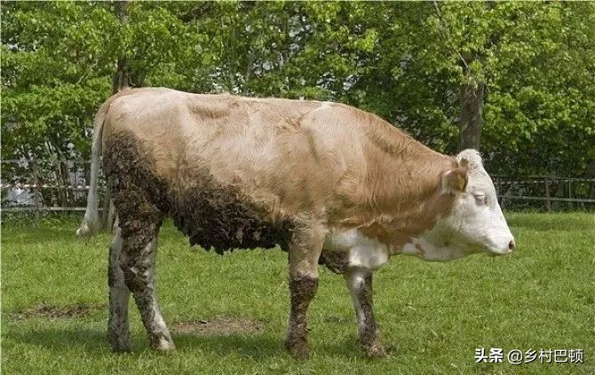 怎样预防牛胀气呢,牛胀气的防治