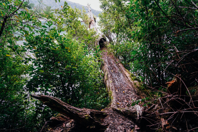 新西兰｜在首屈一指的滑雪胜地，与黑天鹅一起戏水