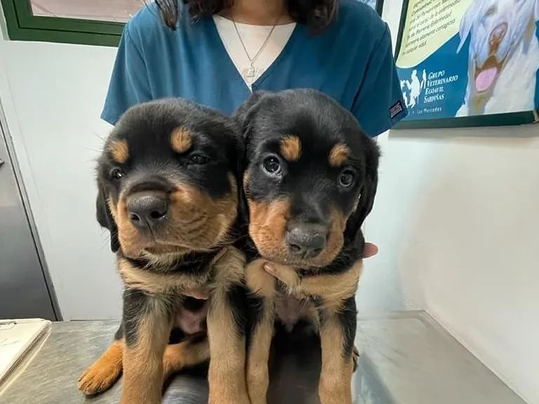 狗狗吃饭太急怎么办,狗狗吃得太急咬手怎么教