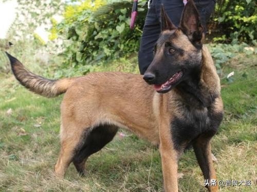 马犬突然咬人,马犬突然狂叫乱跑