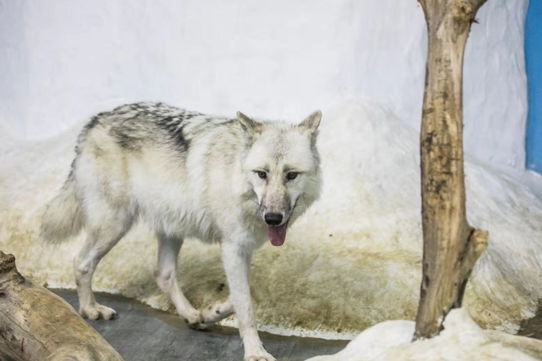 南京海底世界小朋友要票吗,南京海底世界99元一大一小套票