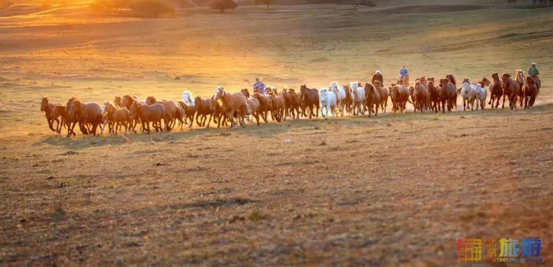 一到秋天，这里就美成了金色天堂！全世界独一份！