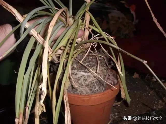 吊兰叶子干尖是怎么回事,千叶吊兰叶子干尖怎么回事