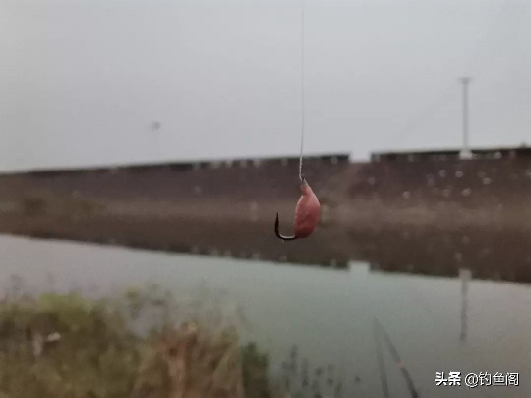 口香糖能钓到鱼吗？野河小测4小时，效果十分稳定