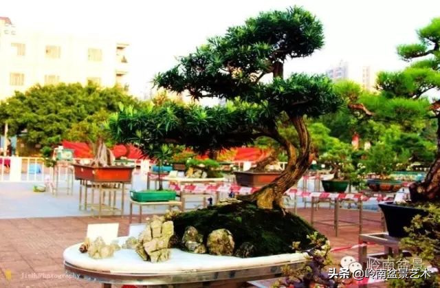 黄圃镇花店,花乡花卉绿植区