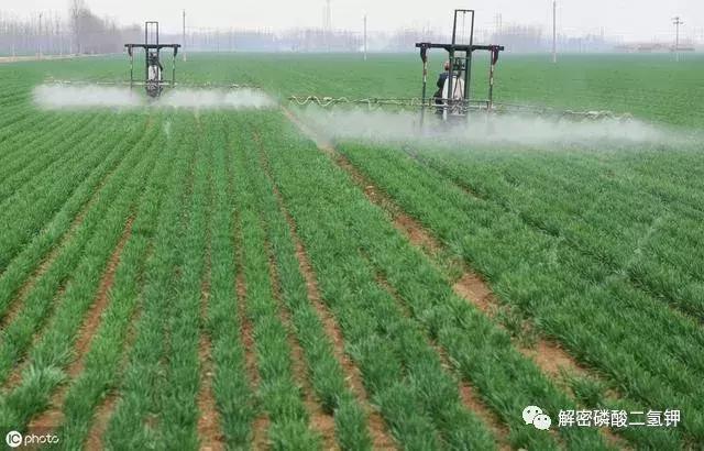 叶面肥磷酸二氢钾如何使用 (叶面肥磷酸二氢钾使用方法用量)