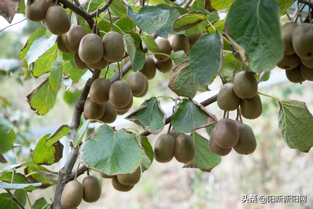 阳新县新闻,湖北鄂州阳新新闻