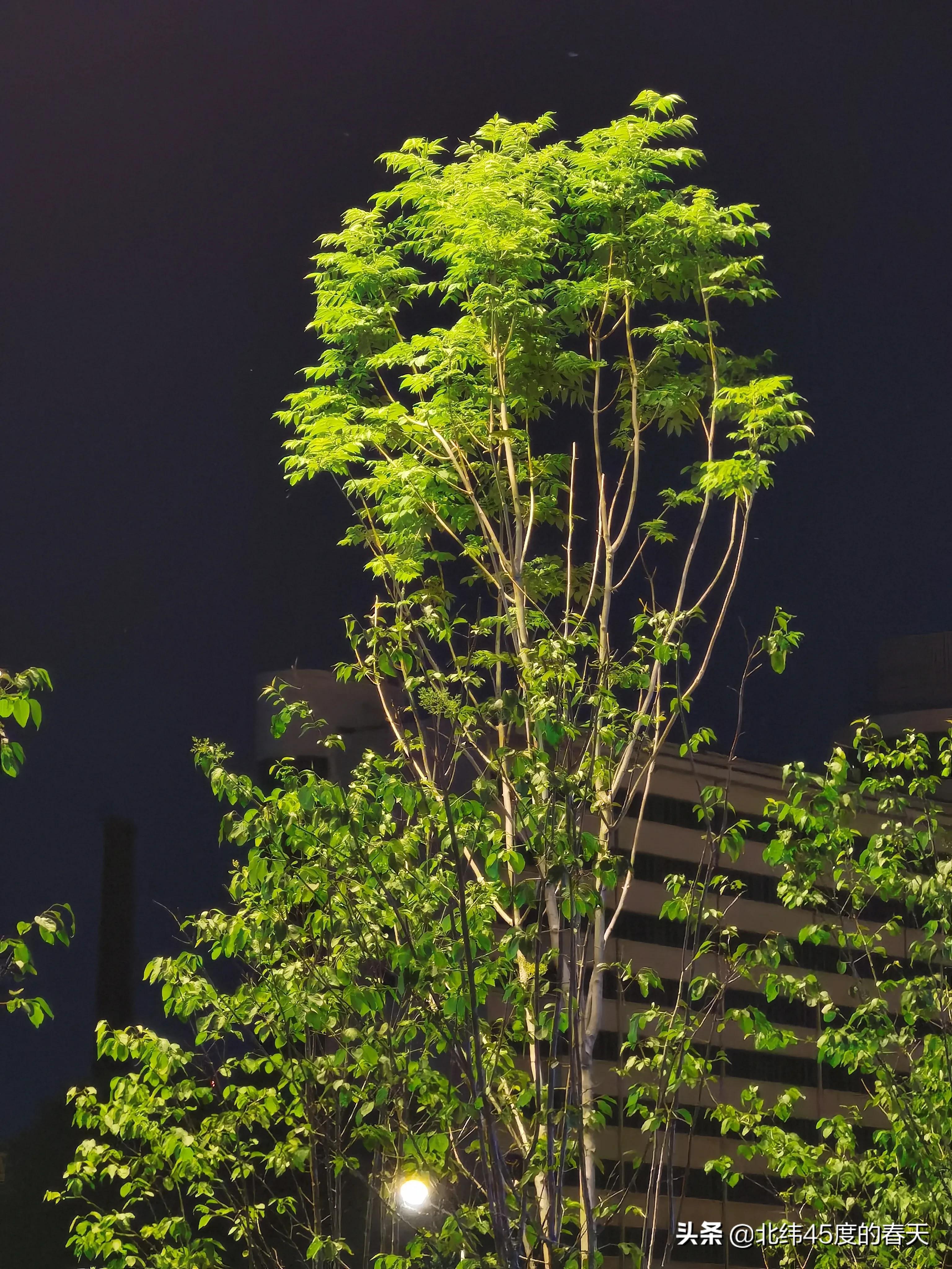 小树林手机拍摄技巧,夜间拍摄植物视频技巧