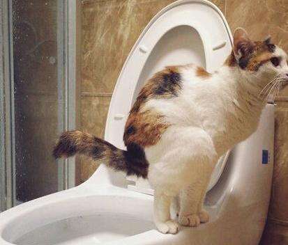 很爱干净的猫变得不爱干净了,猫咪总是凌晨大小便怎么办