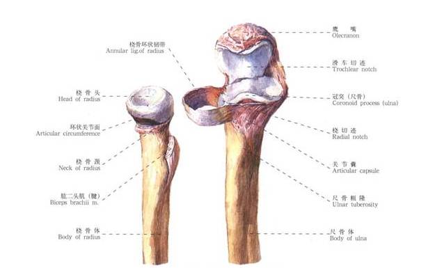 你这一胳膊肘下去,对方的头骨都可能会被干裂?硬核分析不容错过
