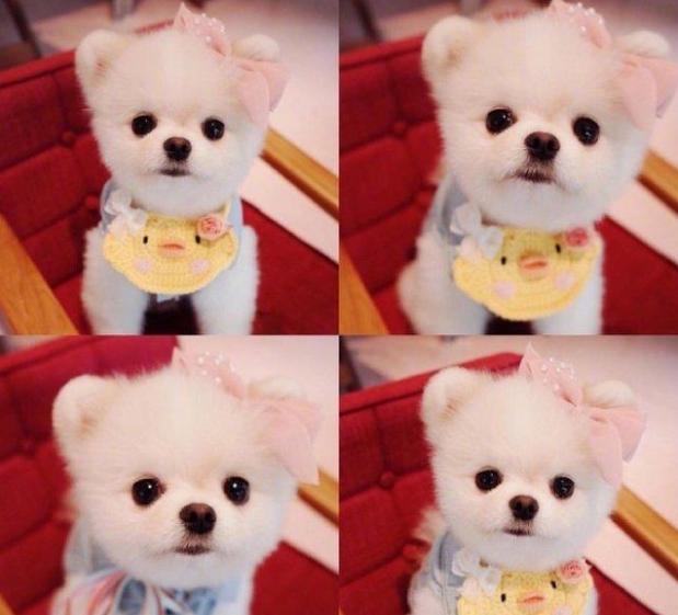 宠物狗哪种比较便宜最好养,宠物狗最便宜最好养