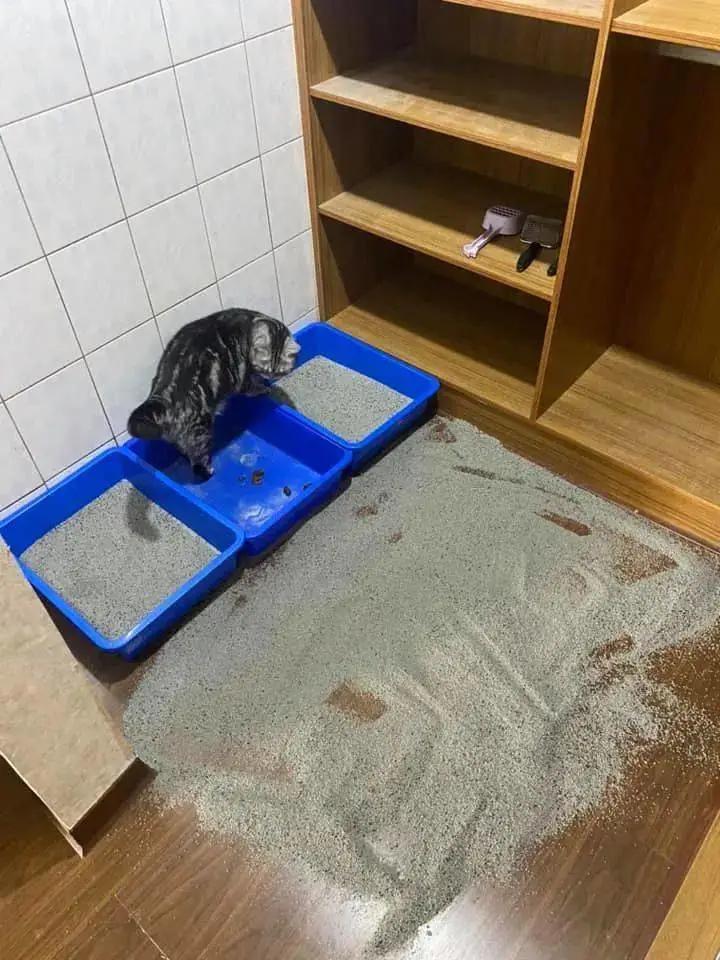 猫咪不在猫砂盆上大便怎么办,猫咪不在猫砂盆里大便怎么纠正