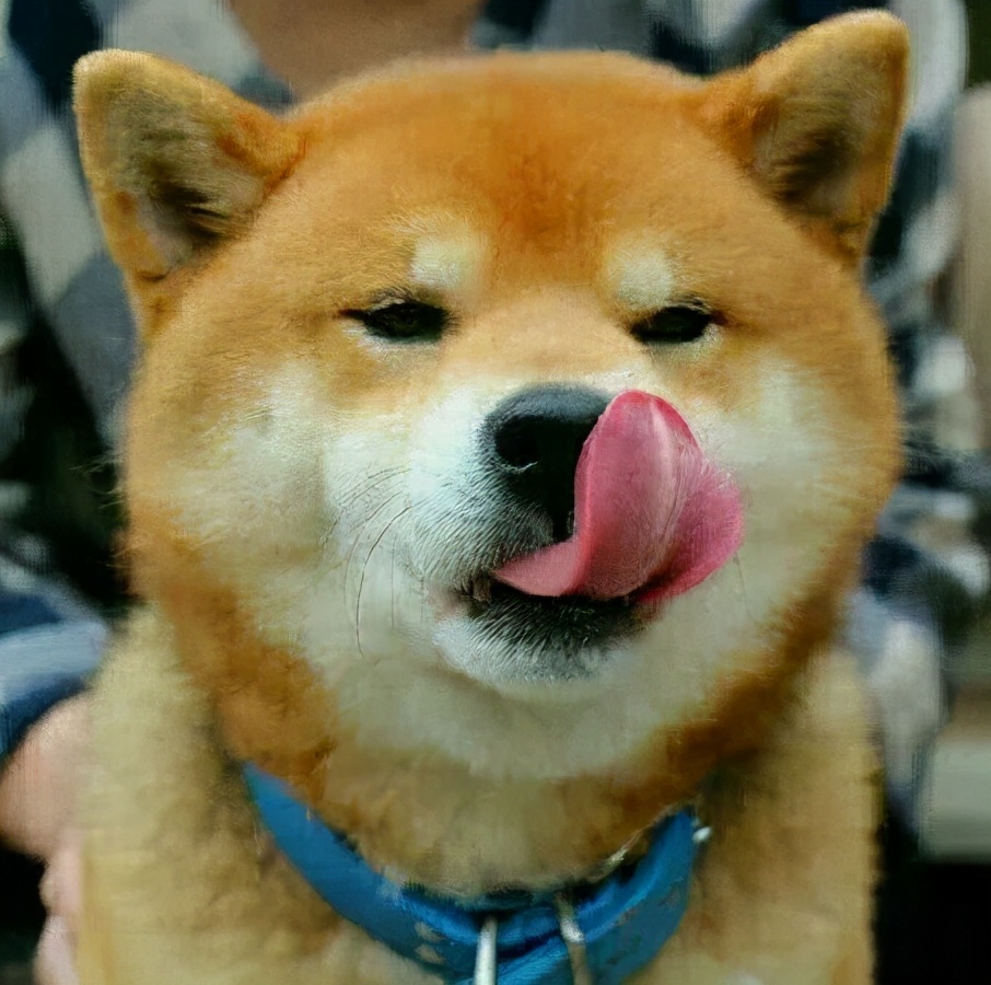 十大舔狗歌曲,舔狗的歌曲