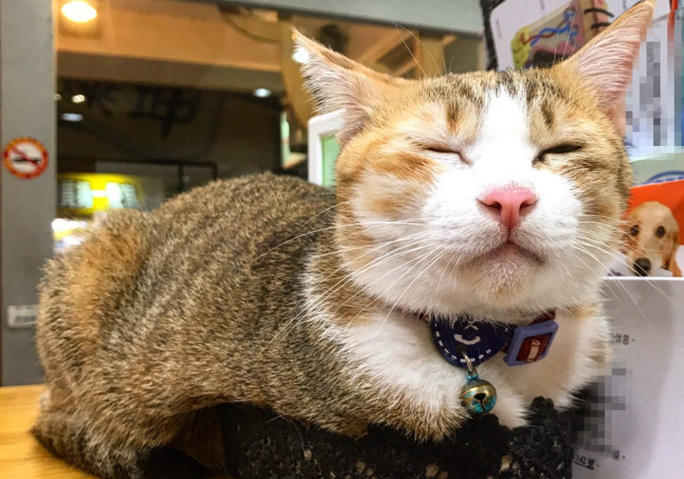 辟谣猫咪并非黑夜都能看得清,猫咪假孕结果真孕